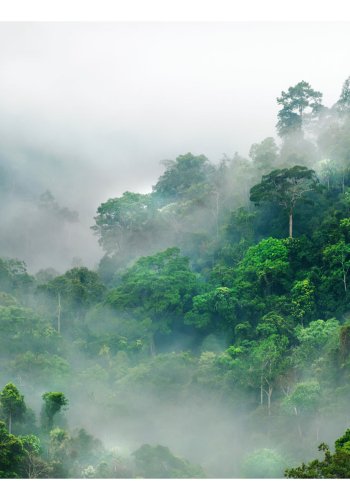 ARTGEIST Fototapet - Morning Fog morgentge i regnskov (flere strrelser)