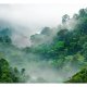 ARTGEIST Fototapet - Morning Fog morgentge i regnskov (flere strrelser)