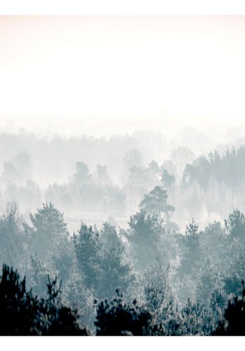 ARTGEIST Fototapet - Winter Forest, vinterskov (flere strrelser)