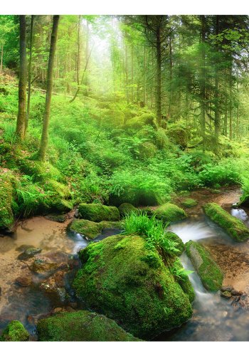 ARTGEIST Fototapet - Humid Forest, idyllisk skov (flere strrelse)