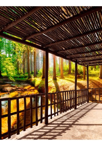 ARTGEIST fototapet - Getting Back to Nature, smuk skov (flere strrrelser)