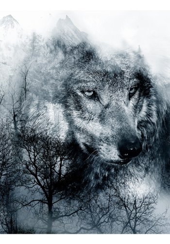 ARTGEIST Fototapet - Mountain Predator (Black and White) ulv (flere strrelser)