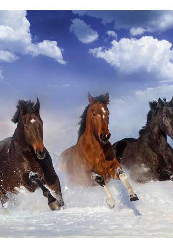 ARTGEIST Fototapet - Horses in the Snow, 3 heste i sneen (flere strrelser)