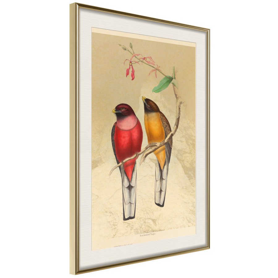 ARTGEIST Plakat med ramme - Ornithologist's Drawings