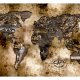 Fototapet - Old world map